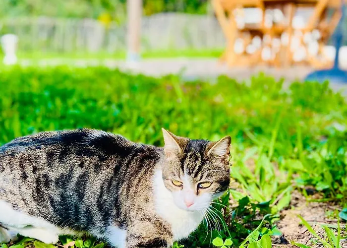 Loft Entre Et Campagne A 5 Min D'ajaccio Classe 4 Etoiles Daire